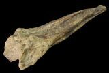 Fossil Xiphactinus (Cretaceous Fish) Tail Spine - Kansas #142489-2